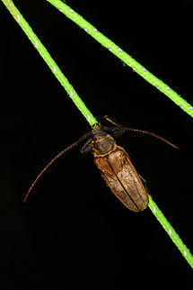 Osphryon adustus, Minggre, Arfak Mountains, Papua  Arfak Mountains,Australia (continent),Geotagged,Indonesia,Minggre,New Guinea,Osphryon adustus,Papua,Papua 2023,Spring,Vogelkop,West Papua,Western New Guinea