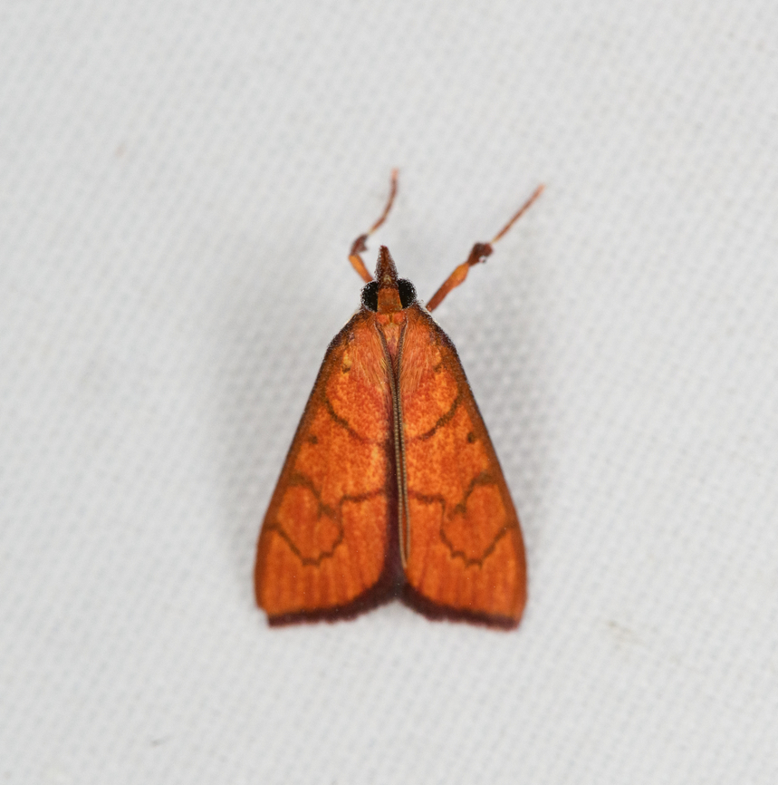 Crambidae, Minggre, Arfak Mountains, Papua Comes close to Ecpyrrhorrhoe ignealis and Hyalobathra illectalis. Arfak Mountains,Australia (continent),Geotagged,Indonesia,Minggre,New Guinea,Papua,Papua 2023,Spring,Vogelkop,West Papua,Western New Guinea
