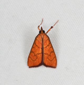 Crambidae, Minggre, Arfak Mountains, Papua Comes close to Ecpyrrhorrhoe ignealis and Hyalobathra illectalis. Arfak Mountains,Australia (continent),Geotagged,Indonesia,Minggre,New Guinea,Papua,Papua 2023,Spring,Vogelkop,West Papua,Western New Guinea