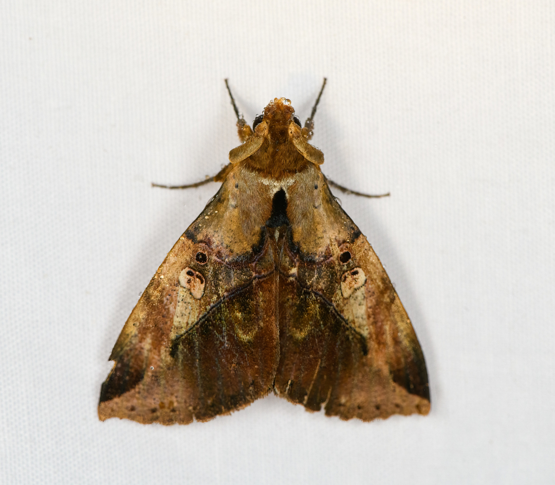Amphoraceras jordani, Minggre, Arfak Mountains, Papua Peculiar thing with this moth is the massively thick antenna base, similar to a longhorn beetle. Amphoraceras jordani,Arfak Mountains,Australia (continent),Geotagged,Indonesia,Minggre,New Guinea,Papua,Papua 2023,Spring,Vogelkop,West Papua,Western New Guinea