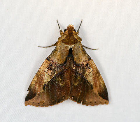 Amphoraceras jordani, Minggre, Arfak Mountains, Papua Peculiar thing with this moth is the massively thick antenna base, similar to a longhorn beetle. Amphoraceras jordani,Arfak Mountains,Australia (continent),Geotagged,Indonesia,Minggre,New Guinea,Papua,Papua 2023,Spring,Vogelkop,West Papua,Western New Guinea