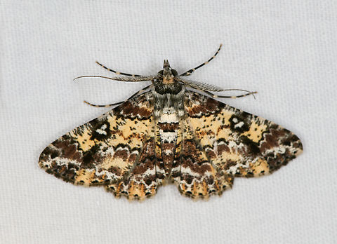 Cleora hospita, Minggre, Arfak Mountains, Papua  Arfak Mountains,Australia (continent),Cleora hospita,Geotagged,Indonesia,Minggre,New Guinea,Papua,Papua 2023,Spring,Vogelkop,West Papua,Western New Guinea