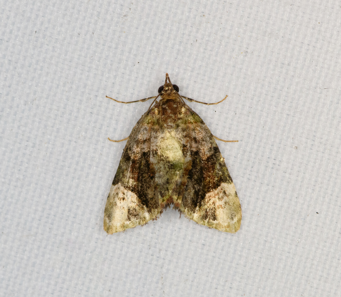 Unknown Moth, Minggre, Arfak Mountains, Papua  Arfak Mountains,Australia (continent),Geotagged,Indonesia,Minggre,New Guinea,Papua,Papua 2023,Spring,Vogelkop,West Papua,Western New Guinea