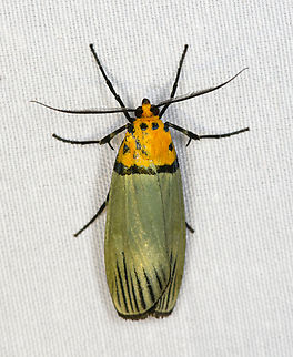 Vitessa griseata, Minggre, Arfak Mountains, Papua Explicit coloration, but I've not been able to find a match. Arfak Mountains,Australia (continent),Geotagged,Indonesia,Minggre,New Guinea,Papua,Papua 2023,Spring,Vitessa griseata,Vogelkop,West Papua,Western New Guinea