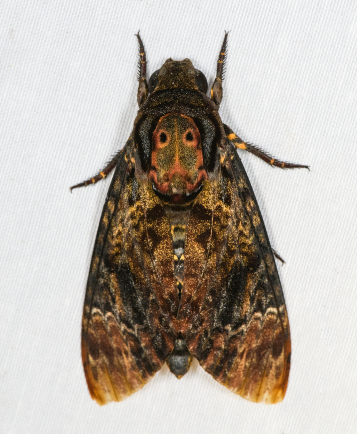 Greater Death's Head Hawkmoth, Minggre, Arfak Mountains, Papua Large, creepy and highly complicated. Interesting fact:<br />
<br />
&quot;It is nocturnal, and very fond of honey; they can mimic the scent of honey bees so that they can enter a hive unharmed to get honey. Their tongue, which is stout and very strong, enables them to pierce the wax cells and suck the honey out.&quot; Acherontia lachesis,Arfak Mountains,Australia (continent),Geotagged,Greater Death's Head Hawkmoth,Indonesia,Minggre,New Guinea,Papua,Papua 2023,Spring,Vogelkop,West Papua,Western New Guinea