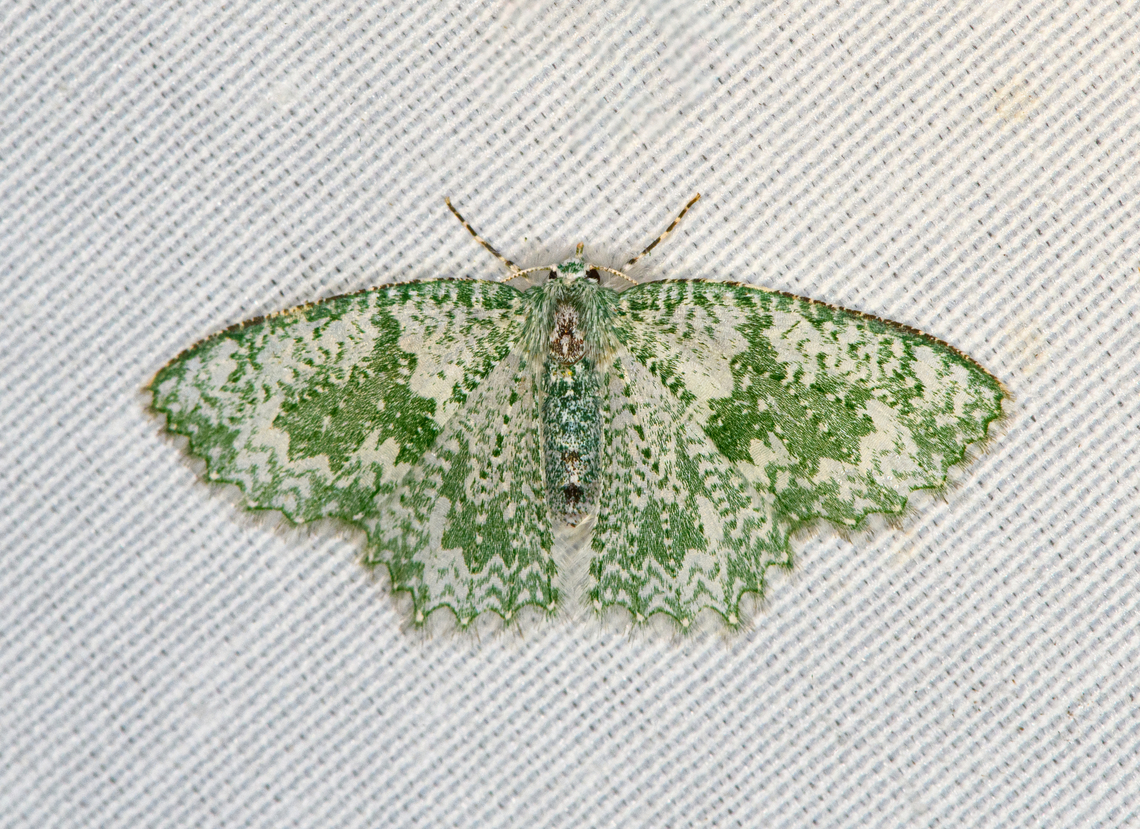 Eucyclodes albifusa, Minggre, Arfak Mountains, Papua  Arfak Mountains,Australia (continent),Eucyclodes albifusa,Geotagged,Indonesia,Minggre,New Guinea,Papua,Papua 2023,Spring,Vogelkop,West Papua,Western New Guinea