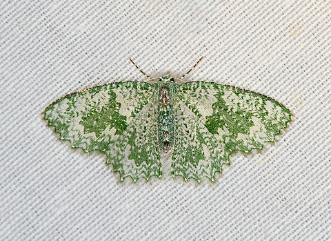 Eucyclodes albifusa, Minggre, Arfak Mountains, Papua  Arfak Mountains,Australia (continent),Eucyclodes albifusa,Geotagged,Indonesia,Minggre,New Guinea,Papua,Papua 2023,Spring,Vogelkop,West Papua,Western New Guinea