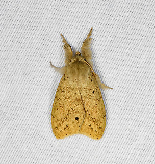 Calliteara angulata, Minggre, Arfak Mountains, Papua  Arfak Mountains,Australia (continent),Calliteara angulata,Geotagged,Indonesia,Minggre,New Guinea,Papua,Papua 2023,Spring,Vogelkop,West Papua,Western New Guinea