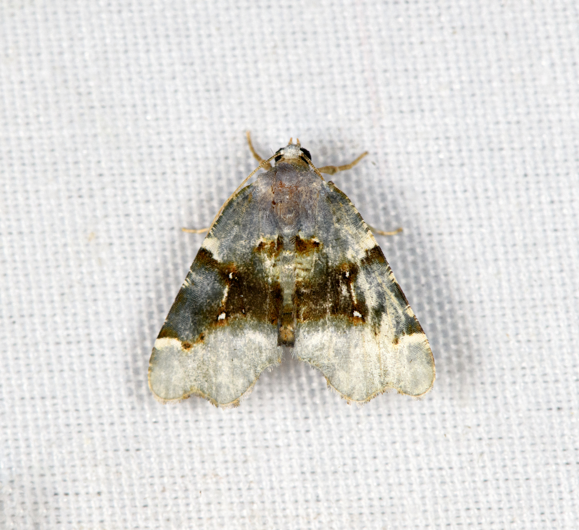 Colpocraspeda sp., Minggre, Arfak Mountains, Papua  Arfak Mountains,Australia (continent),Geotagged,Indonesia,Minggre,New Guinea,Papua,Papua 2023,Spring,Vogelkop,West Papua,Western New Guinea