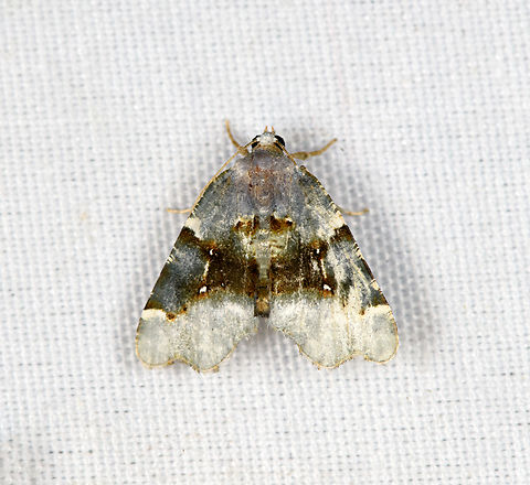 Colpocraspeda sp., Minggre, Arfak Mountains, Papua  Arfak Mountains,Australia (continent),Geotagged,Indonesia,Minggre,New Guinea,Papua,Papua 2023,Spring,Vogelkop,West Papua,Western New Guinea