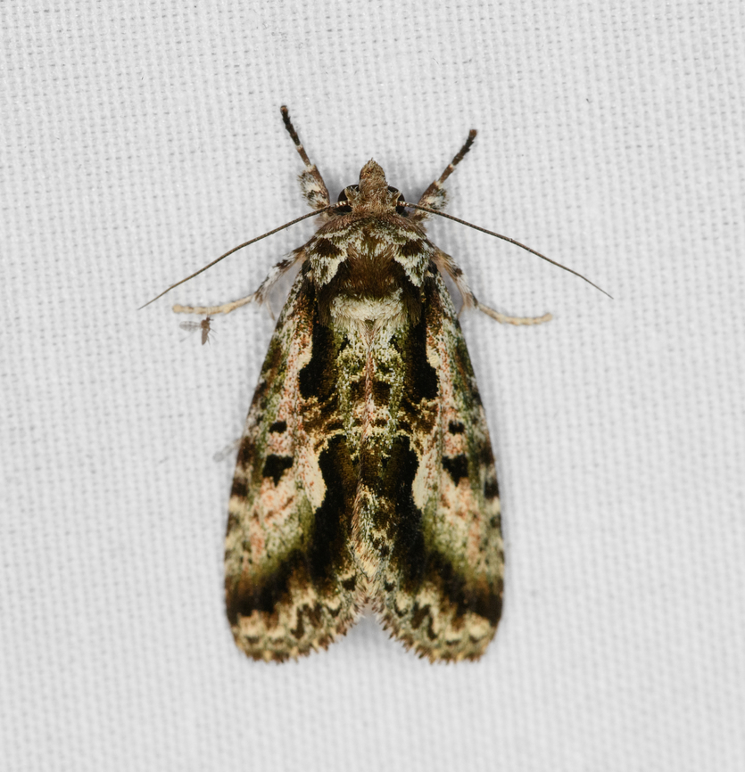 Cascera bella, Minggre, Arfak Mountains, Papua  Arfak Mountains,Australia (continent),Cascera bella,Geotagged,Indonesia,Minggre,New Guinea,Papua,Papua 2023,Spring,Vogelkop,West Papua,Western New Guinea