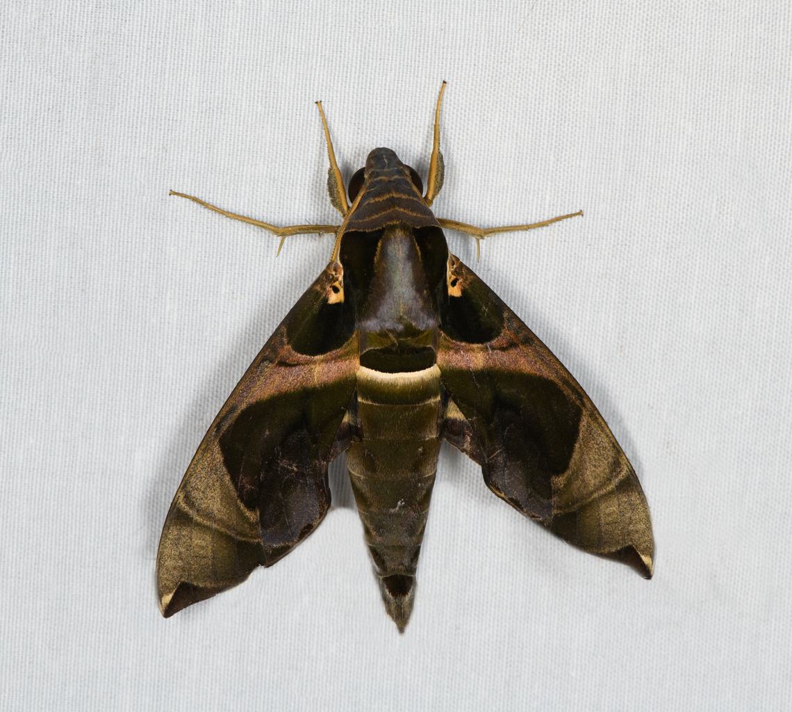 Daphnis moorei, Minggre, Arfak Mountains, Papua On this 2nd night of mothing in the Arfak mountains, I thought I captured the same species as on the 1st night:<br />
<figure class="photo"><a href="https://www.jungledragon.com/image/157799/daphnis_protrudens_minggre_arfak_mountains_papua.html" title="Daphnis protrudens, Minggre, Arfak Mountains, Papua"><img src="https://s3.amazonaws.com/media.jungledragon.com/images/2/157799_thumb.jpg?AWSAccessKeyId=05GMT0V3GWVNE7GGM1R2&Expires=1769040010&Signature=BKXJTMq7TeTwIwxI0ORdkTZpH3Q%3D" width="200" height="198" alt="Daphnis protrudens, Minggre, Arfak Mountains, Papua  Arfak Mountains,Australia (continent),Daphnis protrudens,Geotagged,Indonesia,Minggre,New Guinea,Papua,Papua 2023,Spring,Vogelkop,West Papua,Western New Guinea" /></a></figure><br />
But at a closer glance, they are different species. The 1st one I re-identified as Daphnis protrudens, instead of Daphnis moorei. Arfak Mountains,Australia (continent),Daphnis moorei,Geotagged,Indonesia,Minggre,New Guinea,Papua,Papua 2023,Spring,Vogelkop,West Papua,Western New Guinea