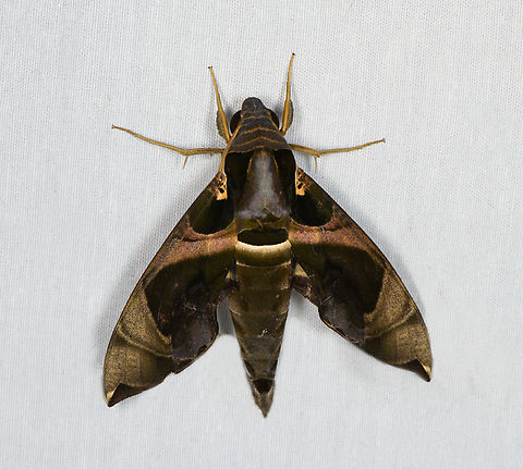 Daphnis moorei, Minggre, Arfak Mountains, Papua On this 2nd night of mothing in the Arfak mountains, I thought I captured the same species as on the 1st night:
https://www.jungledragon.com/image/157799/daphnis_protrudens_minggre_arfak_mountains_papua.html
But at a closer glance, they are different species. The 1st one I re-identified as Daphnis protrudens, instead of Daphnis moorei. Arfak Mountains,Australia (continent),Daphnis moorei,Geotagged,Indonesia,Minggre,New Guinea,Papua,Papua 2023,Spring,Vogelkop,West Papua,Western New Guinea