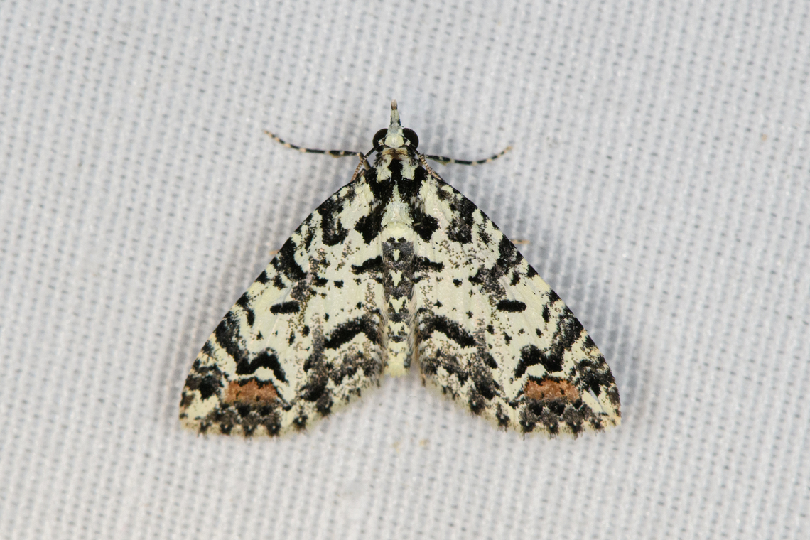 Papuarisme disrupta, Minggre, Arfak Mountains, Papua  Arfak Mountains,Australia (continent),Geotagged,Indonesia,Minggre,New Guinea,Papua,Papua 2023,Papuarisme disrupta,Spring,Vogelkop,West Papua,Western New Guinea