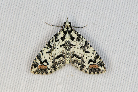 Papuarisme disrupta, Minggre, Arfak Mountains, Papua  Arfak Mountains,Australia (continent),Geotagged,Indonesia,Minggre,New Guinea,Papua,Papua 2023,Papuarisme disrupta,Spring,Vogelkop,West Papua,Western New Guinea