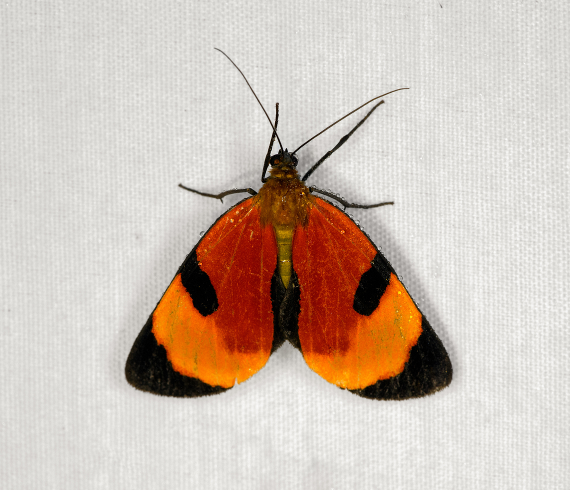 Extramilionia flaviventris, Minggre, Arfak Mountains, Papua  Arfak Mountains,Australia (continent),Extramilionia flaviventris,Geotagged,Indonesia,Minggre,New Guinea,Papua,Papua 2023,Spring,Vogelkop,West Papua,Western New Guinea