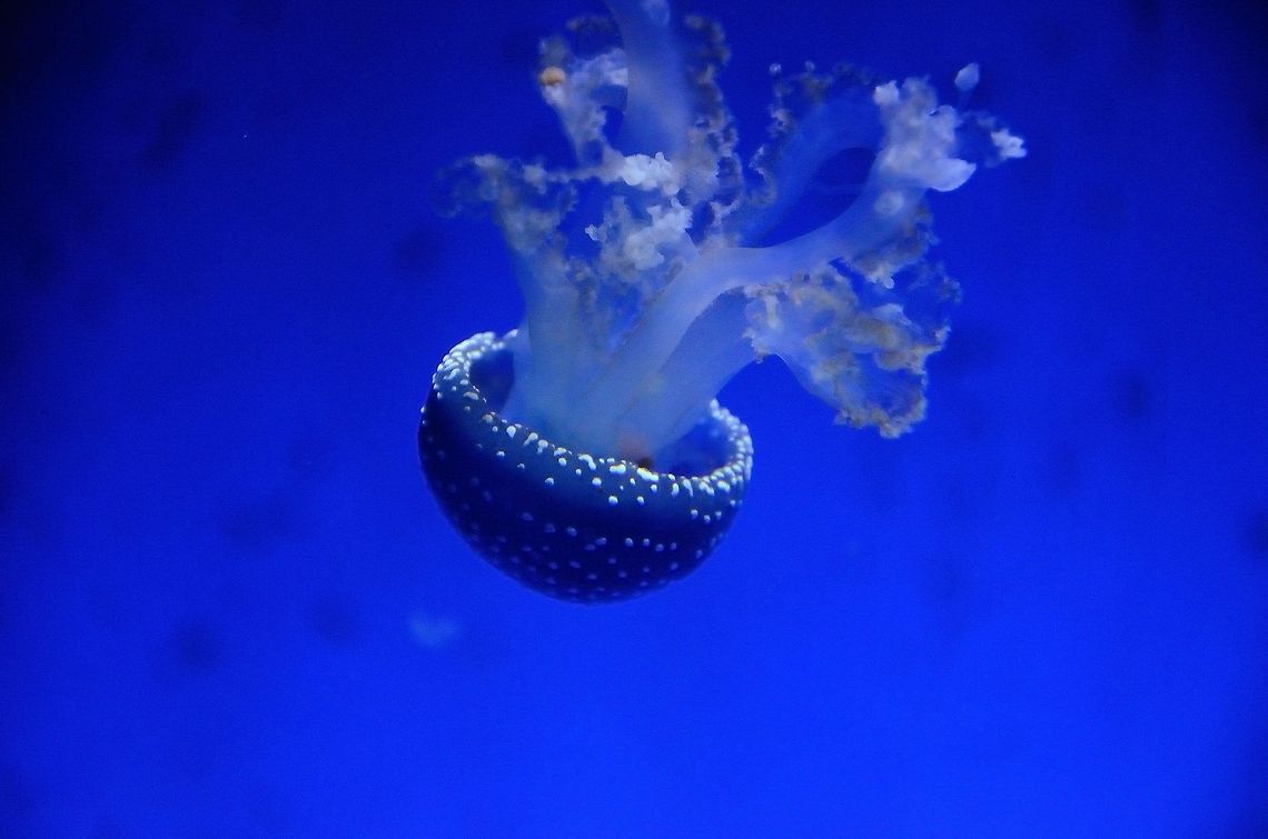 Jellyfish mushroom dance A jellyfish floats mysterously in the blue-lit acquarium of the Rhenen zoo, the Netherlands. Australian spotted jellyfish,Jellyfish,Marine,Phyllorhiza punctata,Rhenen Zoo,White-spotted jellyfish,Zoo