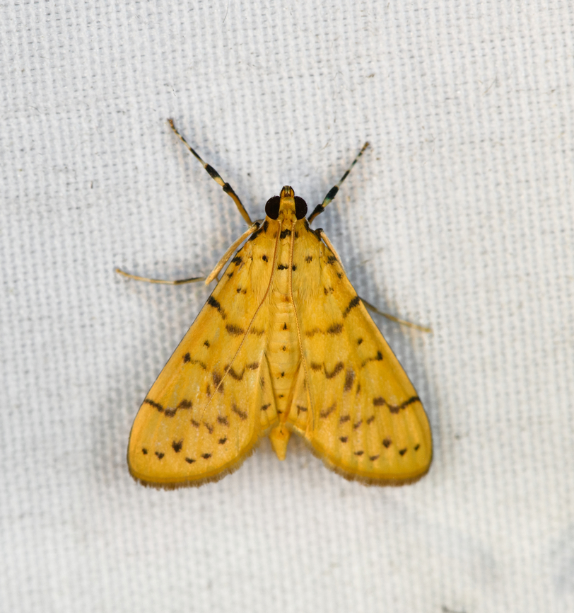 Conogethes punctiferalis, Minggre, Arfak Mountains, Papua  Arfak Mountains,Australia (continent),Conogethes punctiferalis,Geotagged,Indonesia,Minggre,New Guinea,Papua,Papua 2023,Spring,Vogelkop,West Papua,Western New Guinea,Yellow Peach Moth