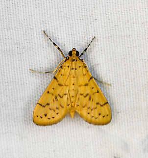 Conogethes punctiferalis, Minggre, Arfak Mountains, Papua  Arfak Mountains,Australia (continent),Conogethes punctiferalis,Geotagged,Indonesia,Minggre,New Guinea,Papua,Papua 2023,Spring,Vogelkop,West Papua,Western New Guinea,Yellow Peach Moth