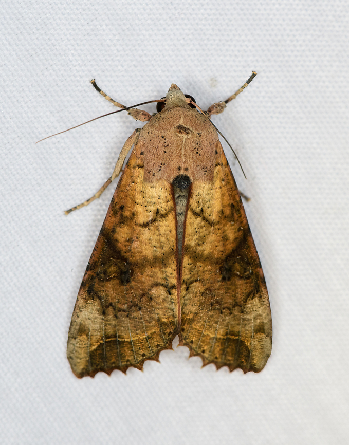 Tiracola aureata, Minggre, Arfak Mountains, Papua  Arfak Mountains,Australia (continent),Geotagged,Indonesia,Minggre,New Guinea,Papua,Papua 2023,Spring,Tiracola aureata,Vogelkop,West Papua,Western New Guinea