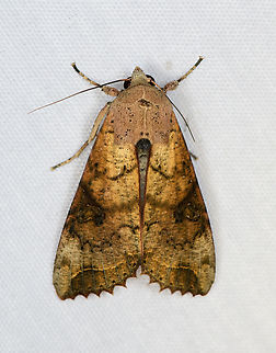 Tiracola aureata, Minggre, Arfak Mountains, Papua  Arfak Mountains,Australia (continent),Geotagged,Indonesia,Minggre,New Guinea,Papua,Papua 2023,Spring,Tiracola aureata,Vogelkop,West Papua,Western New Guinea