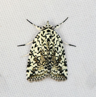 Nycteola avola