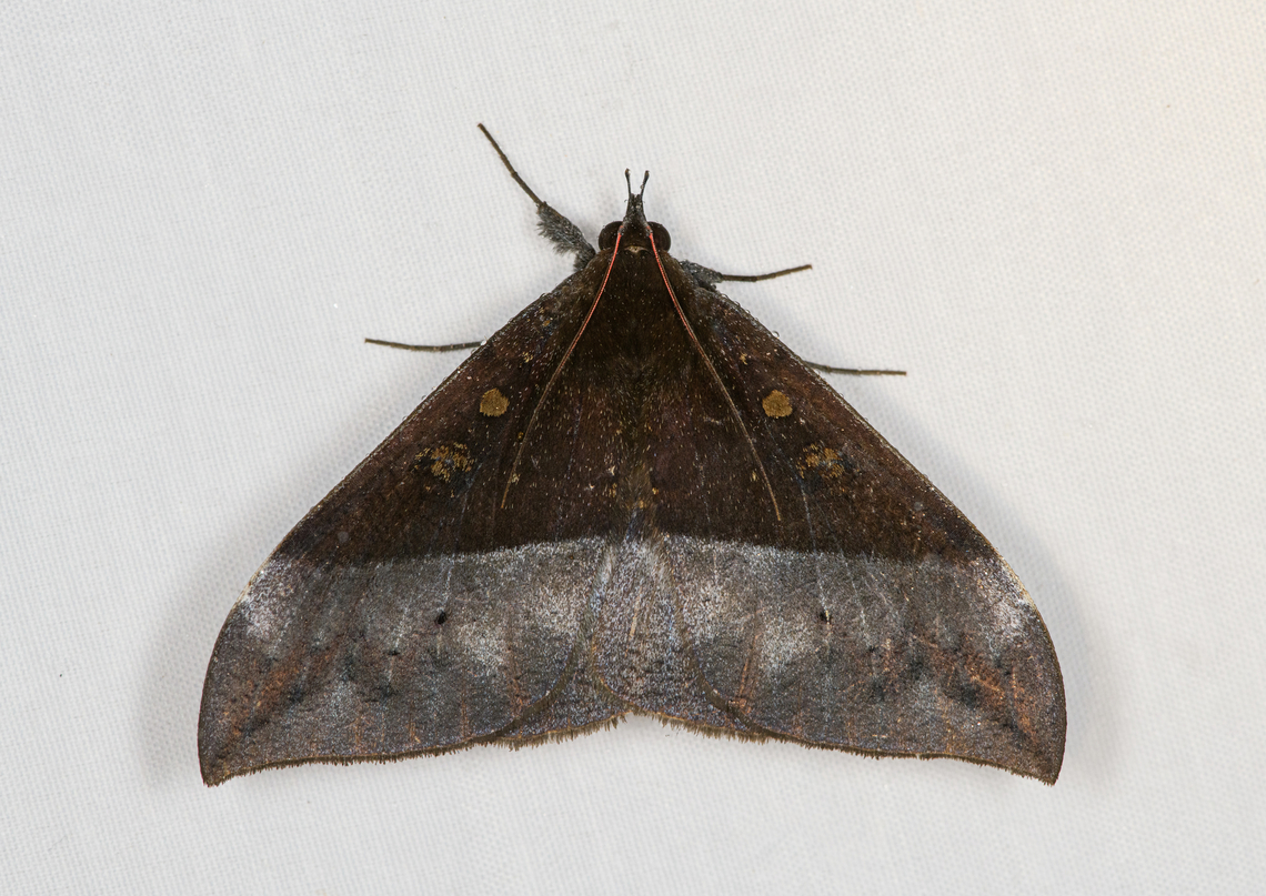 Ischyja manlia, Minggre, Arfak Mountains, Papua Note the red antennae! Arfak Mountains,Australia (continent),Geotagged,Indonesia,Ischyja manlia,Minggre,New Guinea,Papua,Papua 2023,Spring,Vogelkop,West Papua,Western New Guinea