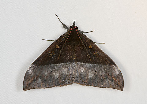 Ischyja manlia, Minggre, Arfak Mountains, Papua Note the red antennae! Arfak Mountains,Australia (continent),Geotagged,Indonesia,Ischyja manlia,Minggre,New Guinea,Papua,Papua 2023,Spring,Vogelkop,West Papua,Western New Guinea