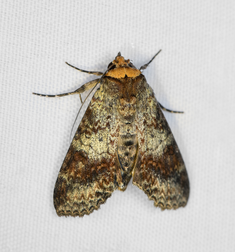 Unknown Moth, Minggre, Arfak Mountains, Papua  Arfak Mountains,Australia (continent),Geotagged,Indonesia,Minggre,New Guinea,Papua,Papua 2023,Spring,Vogelkop,West Papua,Western New Guinea