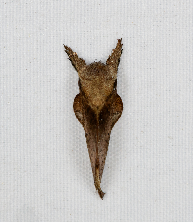 Lasiocampidae, Minggre, Arfak Mountains, Papua  Arfak Mountains,Australia (continent),Geotagged,Indonesia,Minggre,New Guinea,Papua,Papua 2023,Spring,Vogelkop,West Papua,Western New Guinea