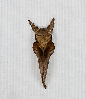 Lasiocampidae, Minggre, Arfak Mountains, Papua  Arfak Mountains,Australia (continent),Geotagged,Indonesia,Minggre,New Guinea,Papua,Papua 2023,Spring,Vogelkop,West Papua,Western New Guinea