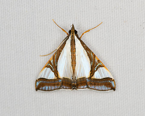 Agrioglypta eurytusalis, Minggre, Arfak Mountains, Papua  Agrioglypta eurytusalis,Arfak Mountains,Australia (continent),Geotagged,Indonesia,Minggre,New Guinea,Papua,Papua 2023,Spring,Vogelkop,West Papua,Western New Guinea