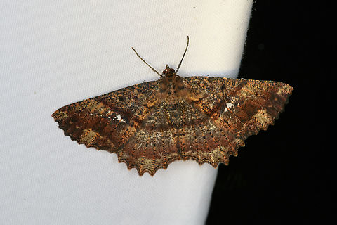 Carpet Moth?, Minggre, Arfak Mountains, Papua  Arfak Mountains,Australia (continent),Geotagged,Indonesia,Minggre,New Guinea,Papua,Papua 2023,Spring,Vogelkop,West Papua,Western New Guinea