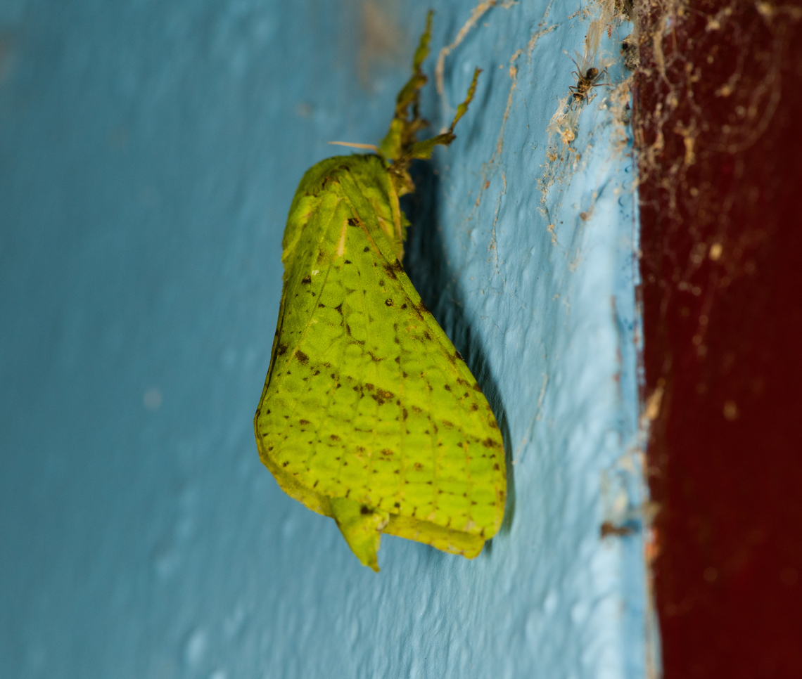 Aenetus eugyna, Minggre, Arfak Mountains, Papua  Aenetus eugyna,Arfak Mountains,Australia (continent),Geotagged,Indonesia,Minggre,New Guinea,Papua,Papua 2023,Spring,Vogelkop,West Papua,Western New Guinea