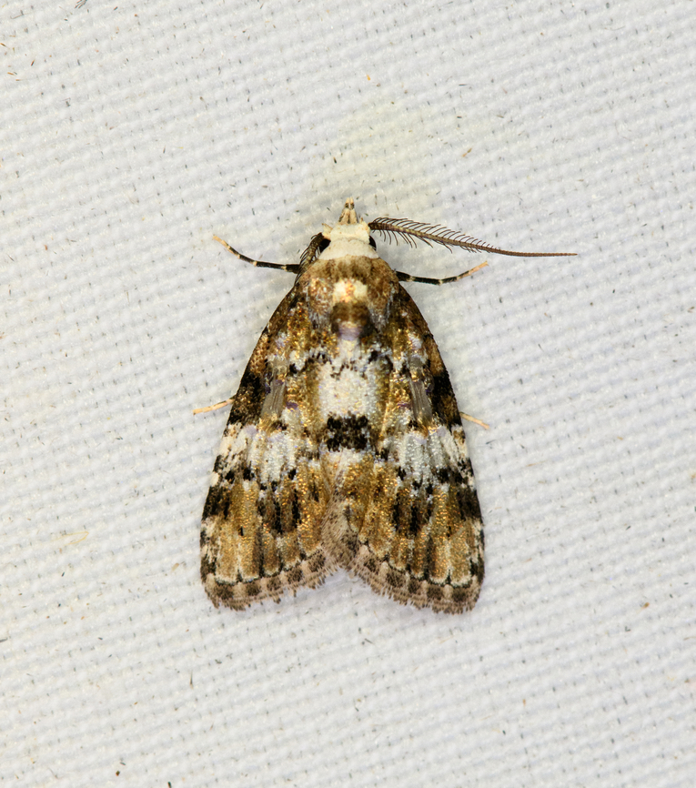 Unknown Moth, Minggre, Arfak Mountains, Papua  Arfak Mountains,Australia (continent),Geotagged,Indonesia,Minggre,New Guinea,Papua,Papua 2023,Spring,Vogelkop,West Papua,Western New Guinea