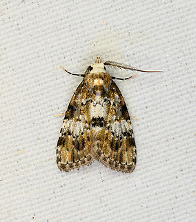 Unknown Moth, Minggre, Arfak Mountains, Papua  Arfak Mountains,Australia (continent),Geotagged,Indonesia,Minggre,New Guinea,Papua,Papua 2023,Spring,Vogelkop,West Papua,Western New Guinea