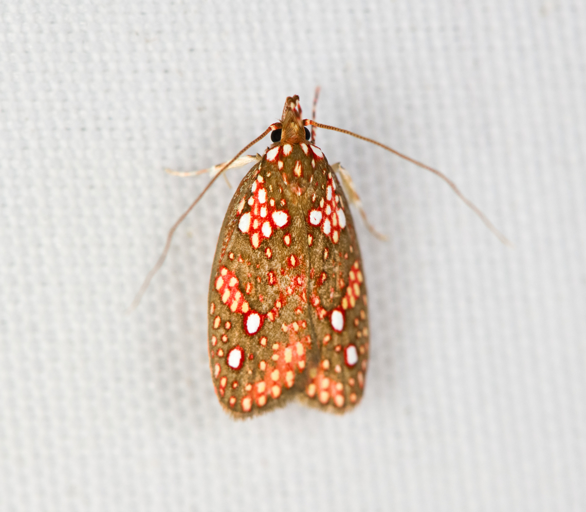 Scorpiopsis pyrobola, Minggre, Arfak Mountains, Papua  Arfak Mountains,Australia (continent),Geotagged,Indonesia,Minggre,New Guinea,Papua,Papua 2023,Scorpiopsis pyrobola,Spring,Vogelkop,West Papua,Western New Guinea
