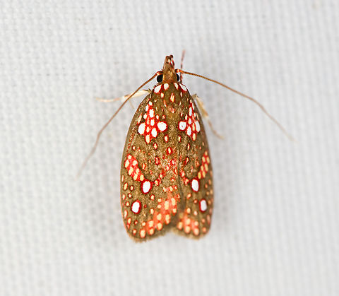 Scorpiopsis pyrobola, Minggre, Arfak Mountains, Papua  Arfak Mountains,Australia (continent),Geotagged,Indonesia,Minggre,New Guinea,Papua,Papua 2023,Scorpiopsis pyrobola,Spring,Vogelkop,West Papua,Western New Guinea