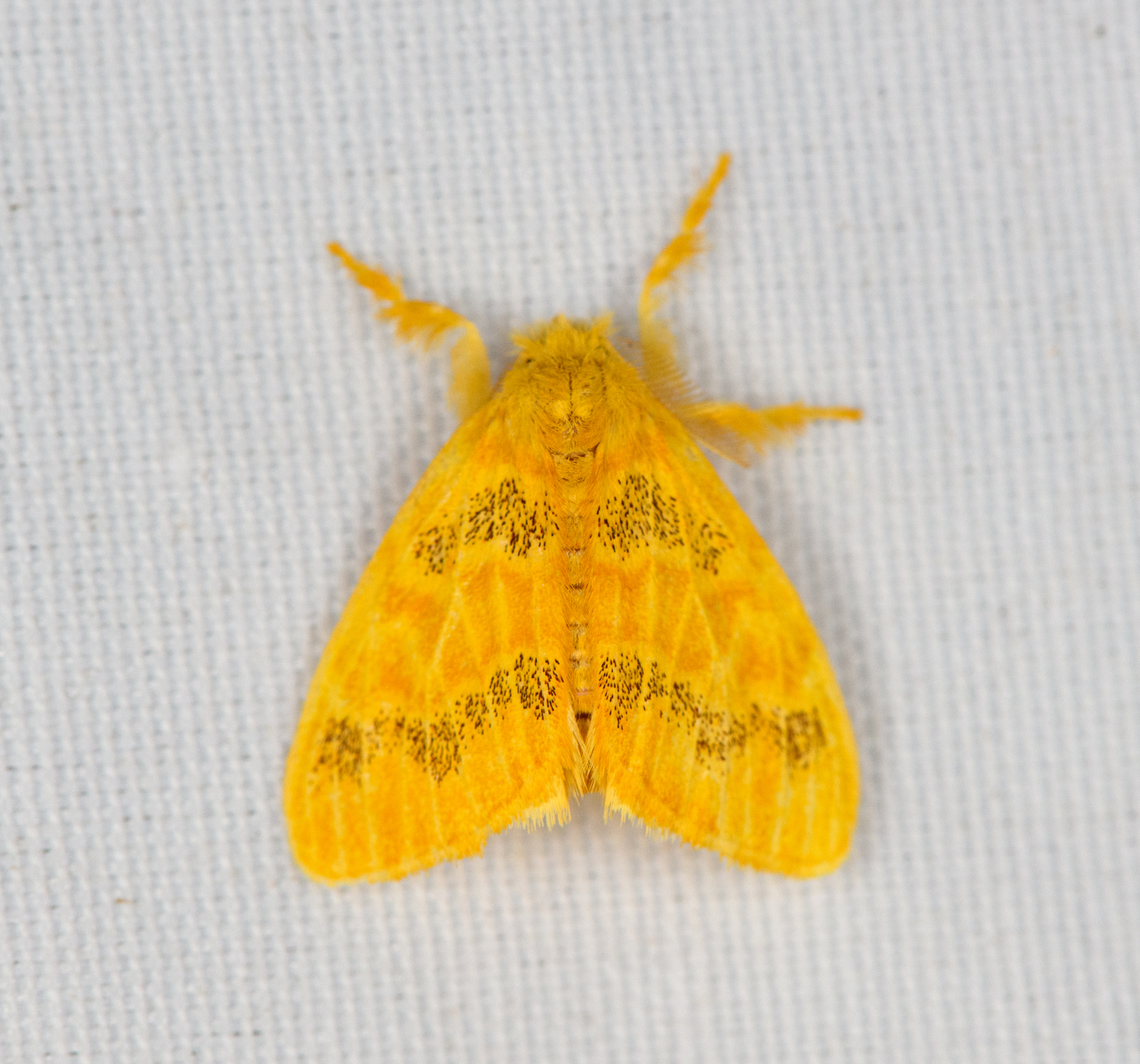 Nygmiini/Artaxa, Minggre, Arfak Mountains, Papua Similar observation:<br />
<a href="https://www.inaturalist.org/observations/193515126" rel="nofollow">https://www.inaturalist.org/observations/193515126</a> Arfak Mountains,Australia (continent),Geotagged,Indonesia,Minggre,New Guinea,Papua,Papua 2023,Spring,Vogelkop,West Papua,Western New Guinea