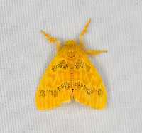 Nygmiini/Artaxa, Minggre, Arfak Mountains, Papua Similar observation:<br />
https://www.inaturalist.org/observations/193515126 Arfak Mountains,Australia (continent),Geotagged,Indonesia,Minggre,New Guinea,Papua,Papua 2023,Spring,Vogelkop,West Papua,Western New Guinea