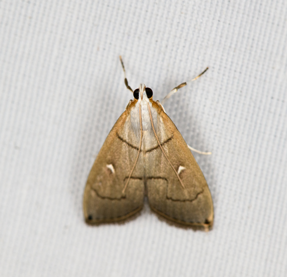 Protonoceras sp., Minggre, Arfak Mountains, Papua  Arfak Mountains,Australia (continent),Geotagged,Indonesia,Minggre,New Guinea,Papua,Papua 2023,Spring,Vogelkop,West Papua,Western New Guinea
