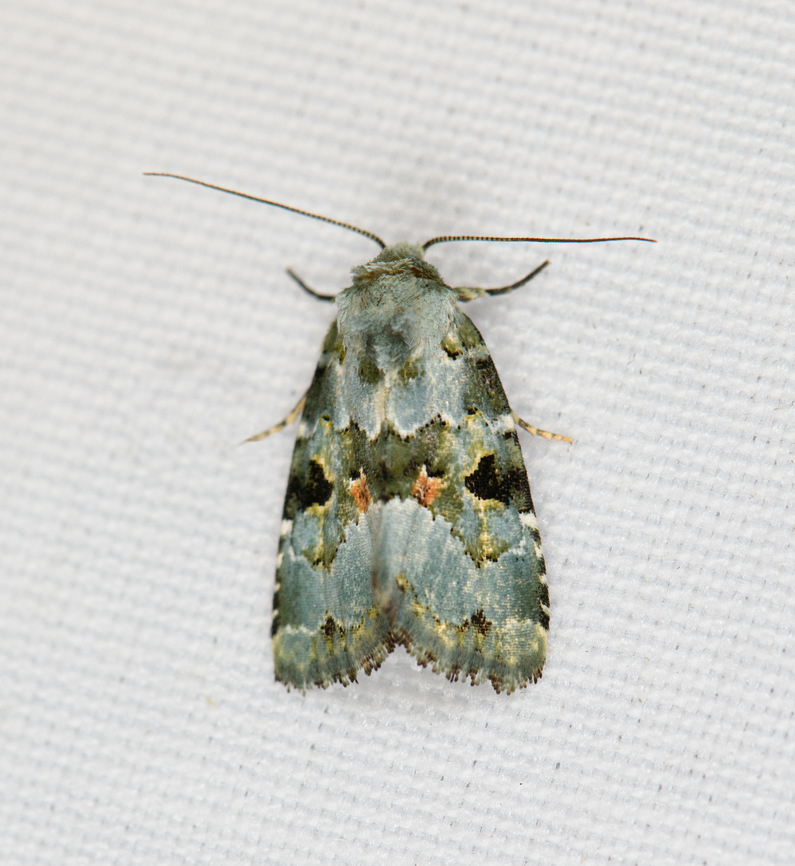 Maliattha  sp., Minggre, Arfak Mountains, Papua Nolidea, perhaps. Arfak Mountains,Australia (continent),Geotagged,Indonesia,Minggre,New Guinea,Papua,Papua 2023,Spring,Vogelkop,West Papua,Western New Guinea