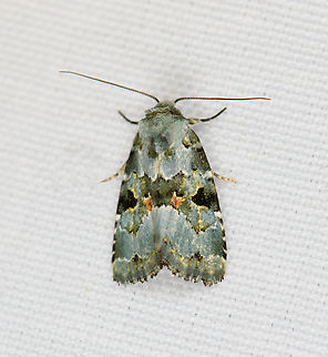 Maliattha  sp., Minggre, Arfak Mountains, Papua Nolidea, perhaps. Arfak Mountains,Australia (continent),Geotagged,Indonesia,Minggre,New Guinea,Papua,Papua 2023,Spring,Vogelkop,West Papua,Western New Guinea