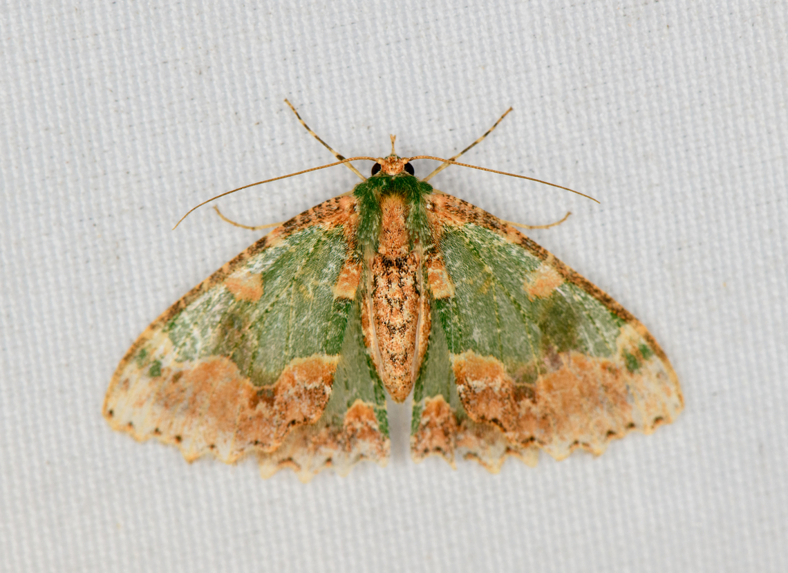 Eucyclodes absona, Minggre, Arfak Mountains, Papua Possibly Eucyclodes sp. Arfak Mountains,Australia (continent),Eucyclodes absona,Geotagged,Indonesia,Minggre,New Guinea,Papua,Papua 2023,Spring,Vogelkop,West Papua,Western New Guinea