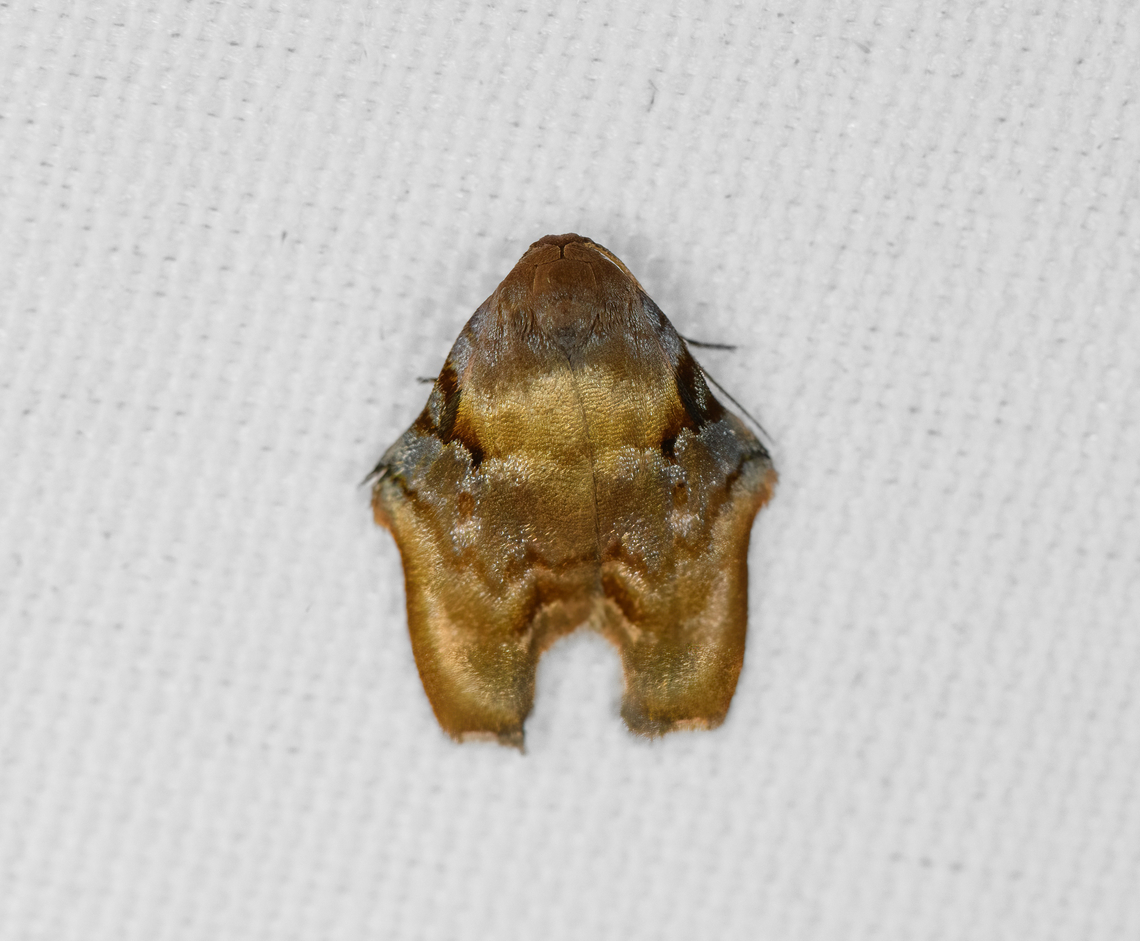 Macaduma sp., Minggre, Arfak Mountains, Papua  Arfak Mountains,Australia (continent),Geotagged,Indonesia,Minggre,New Guinea,Papua,Papua 2023,Spring,Vogelkop,West Papua,Western New Guinea