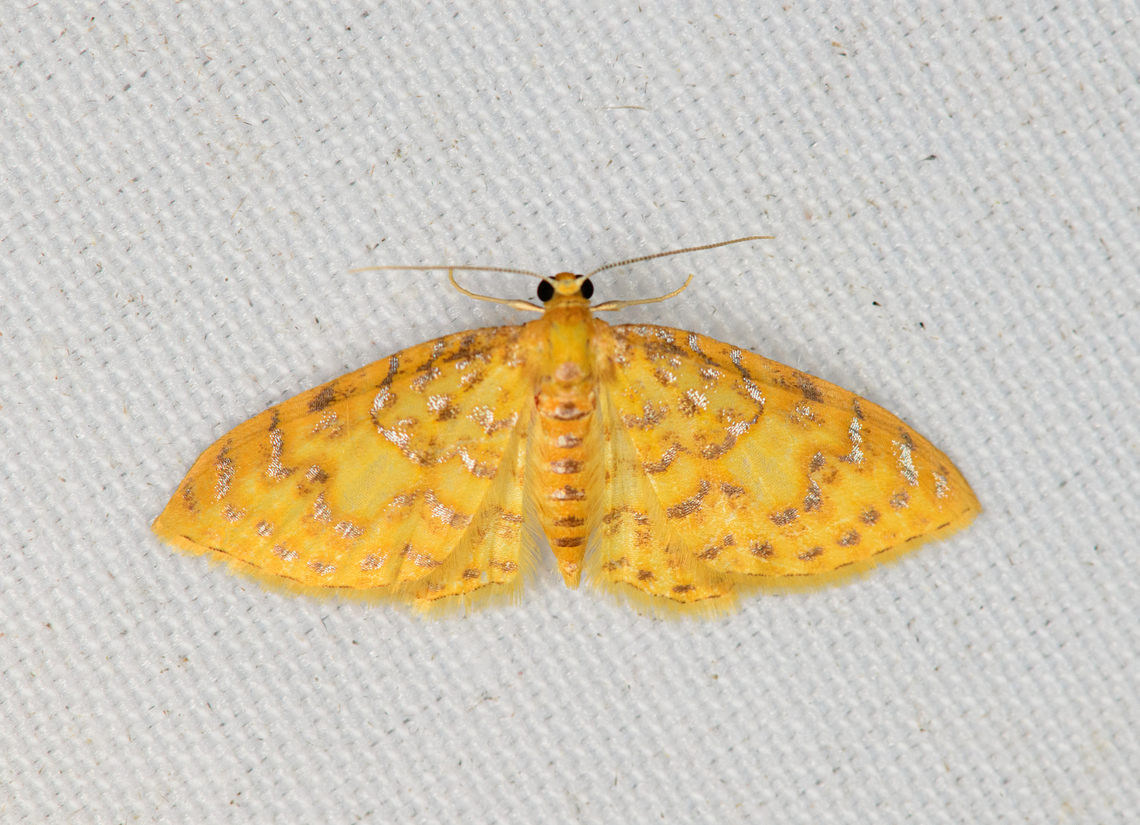Pearl Moth?, Minggre, Arfak Mountains, Papua Looks like Eois, although those should not occur here. Arfak Mountains,Australia (continent),Geotagged,Indonesia,Minggre,New Guinea,Papua,Papua 2023,Spring,Vogelkop,West Papua,Western New Guinea