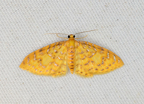 Pearl Moth?, Minggre, Arfak Mountains, Papua Looks like Eois, although those should not occur here. Arfak Mountains,Australia (continent),Geotagged,Indonesia,Minggre,New Guinea,Papua,Papua 2023,Spring,Vogelkop,West Papua,Western New Guinea