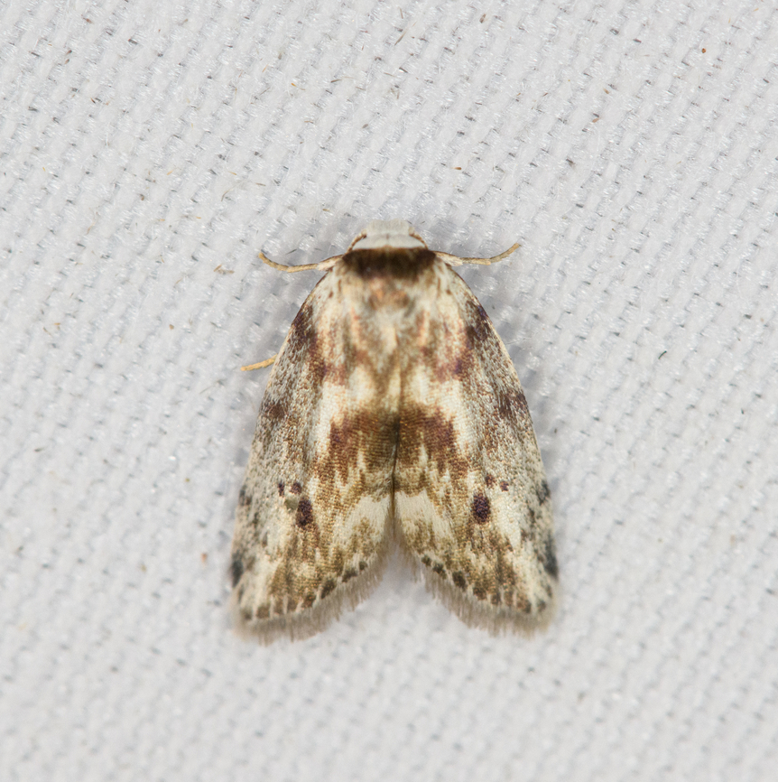 Lithosiini, Eugoa sp., Minggre, Arfak Mountains, Papua  Arfak Mountains,Australia (continent),Geotagged,Indonesia,Minggre,New Guinea,Papua,Papua 2023,Spring,Vogelkop,West Papua,Western New Guinea