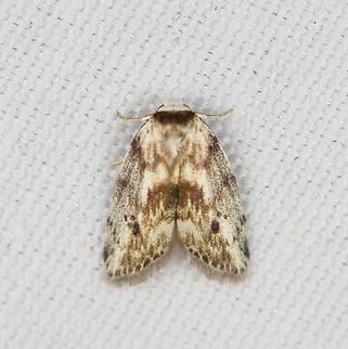 Lithosiini, Eugoa sp., Minggre, Arfak Mountains, Papua  Arfak Mountains,Australia (continent),Geotagged,Indonesia,Minggre,New Guinea,Papua,Papua 2023,Spring,Vogelkop,West Papua,Western New Guinea