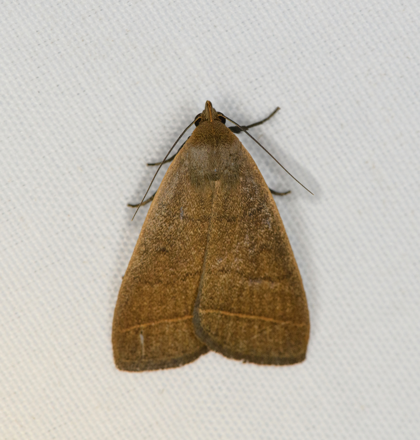 Simplicia cornicalis, Minggre, Arfak Mountains, Papua Tentative ID, I have some doubts about the leg color. Arfak Mountains,Australia (continent),Geotagged,Indonesia,Minggre,New Guinea,Papua,Papua 2023,Simplicia cornicalis,Spring,Vogelkop,West Papua,Western New Guinea